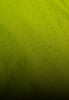 Rynox H2GO Pro 4 Rain Jacket (Hi Viz Green)